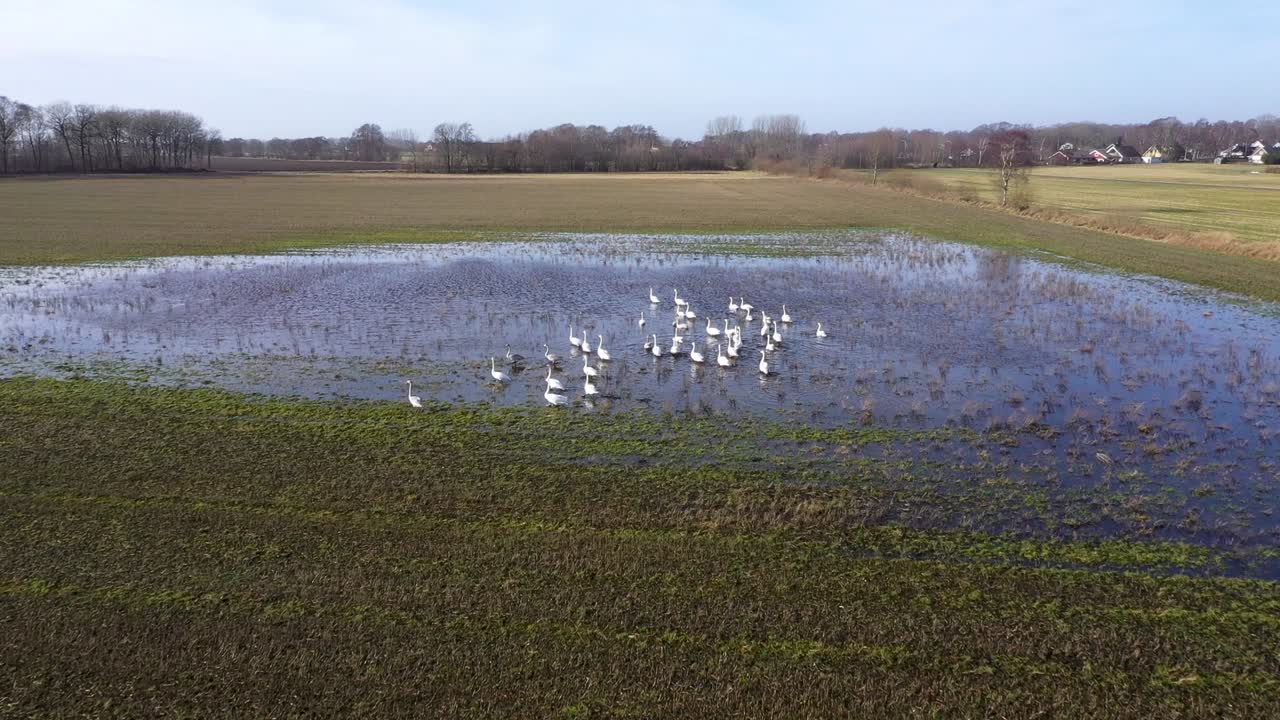 vista aérea de la bandada de cisnes en el agua en el campo inundado