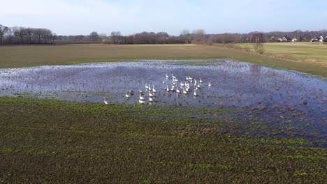 aerial view of flock of swans in water on flooded field