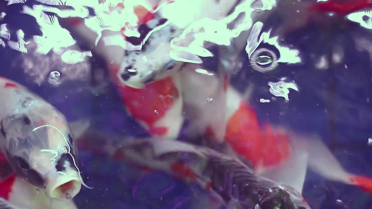 번식을 위해 파란색 욕조에서 헤엄치는 건강한 코이 물고기 가까이