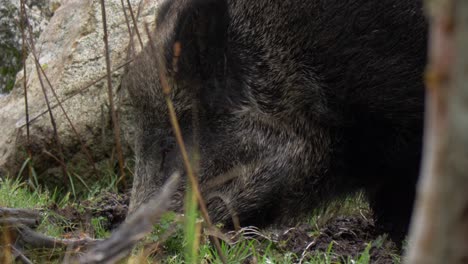 hungry wild boar digging up grassy ground while looking after food