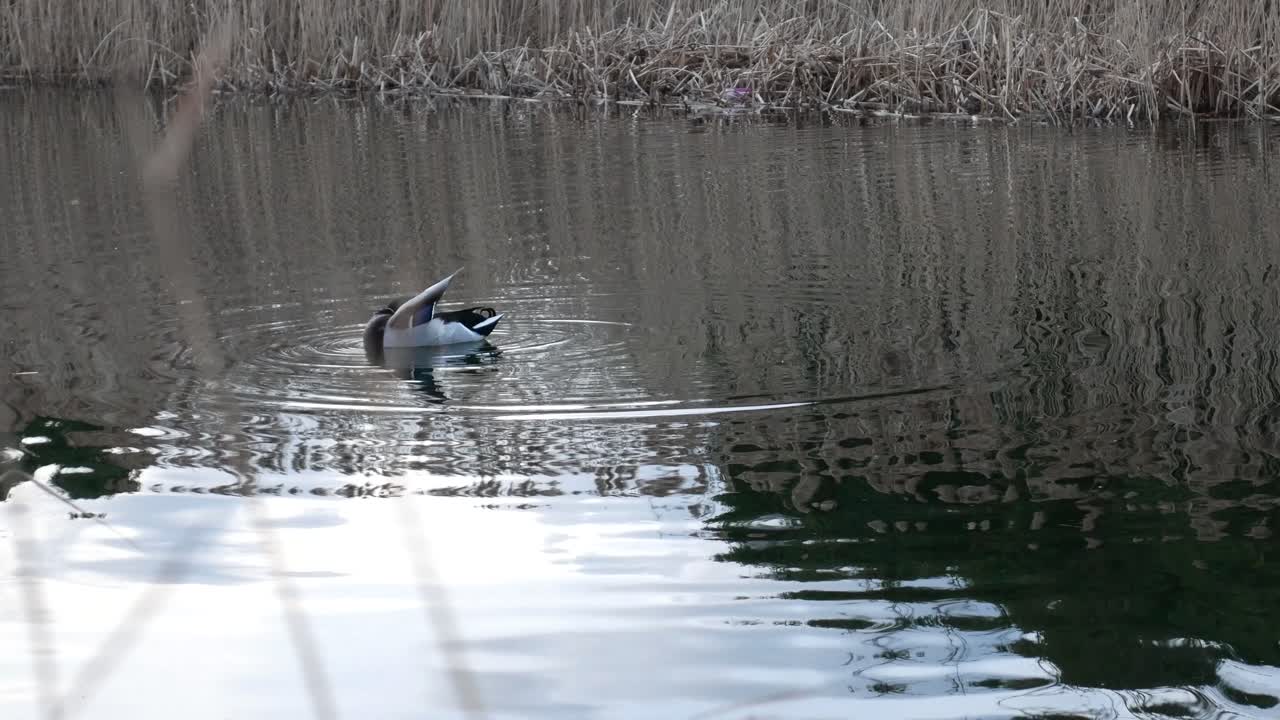 Male duck cleaning his feathers 