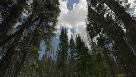 cloudscape passing over conifer forest trees. timelapse