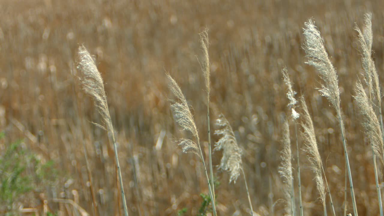 바람에 날리는 습지 조류 피난처 식물과 고양이 꼬리