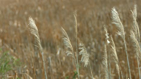 marshland bird refuge plants and cat tails blowing in the wind