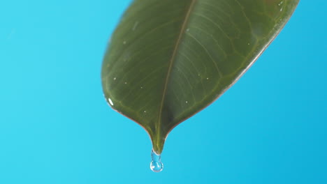 Drops-of-water-drip-from-the-green-leave-down-on-the-blue-background