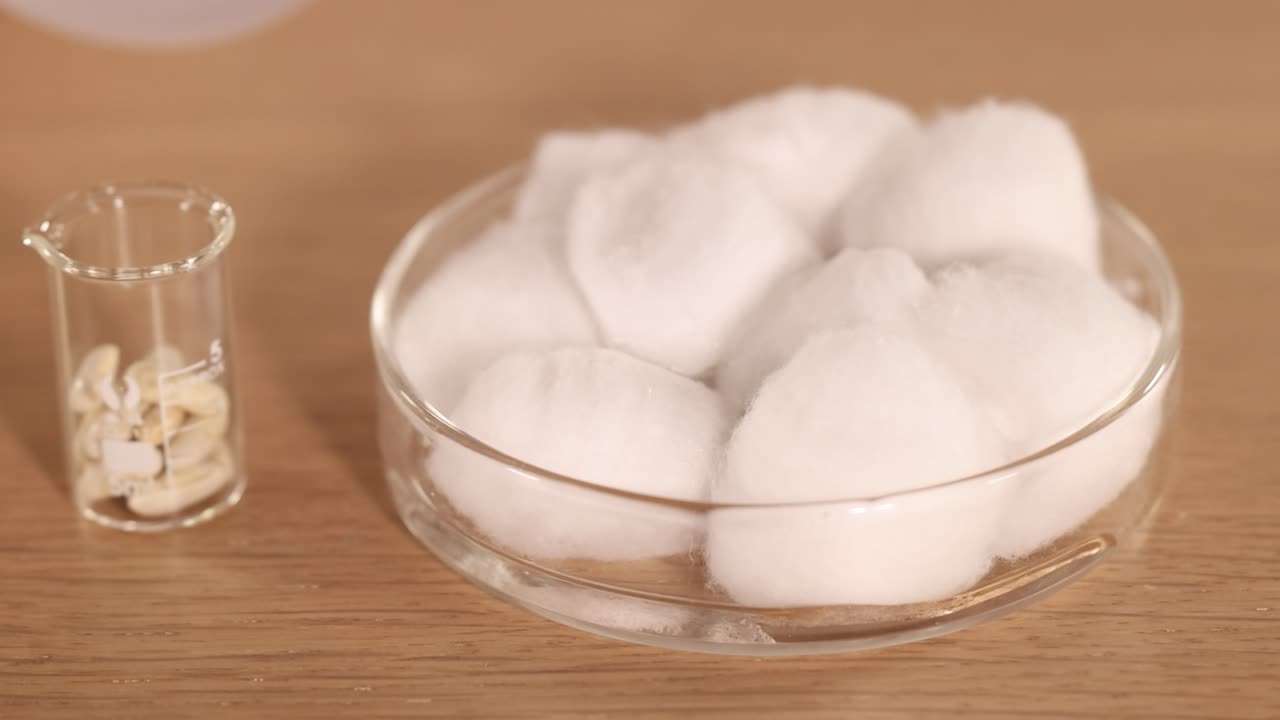 A scientist pours water onto cotton wool in a petri dish beside a beaker of seeds under bright lighting