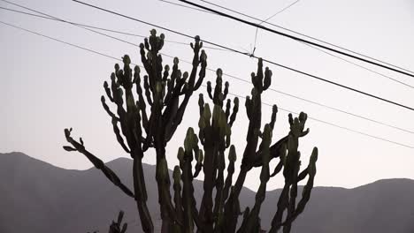 gran cactus y cable de la calle durante la puesta de sol en la molina, lima, perú