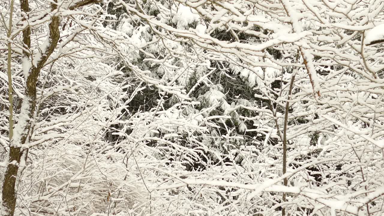 primera nieve de la temporada que cubre árboles y arbustos en un matorral, haciendo la escena blanca y hermosa