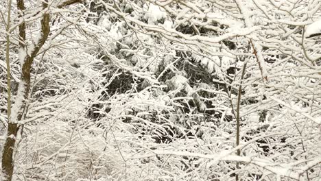 first snow of the season covering trees and bushes in a thicket, making the scene white and beautiful