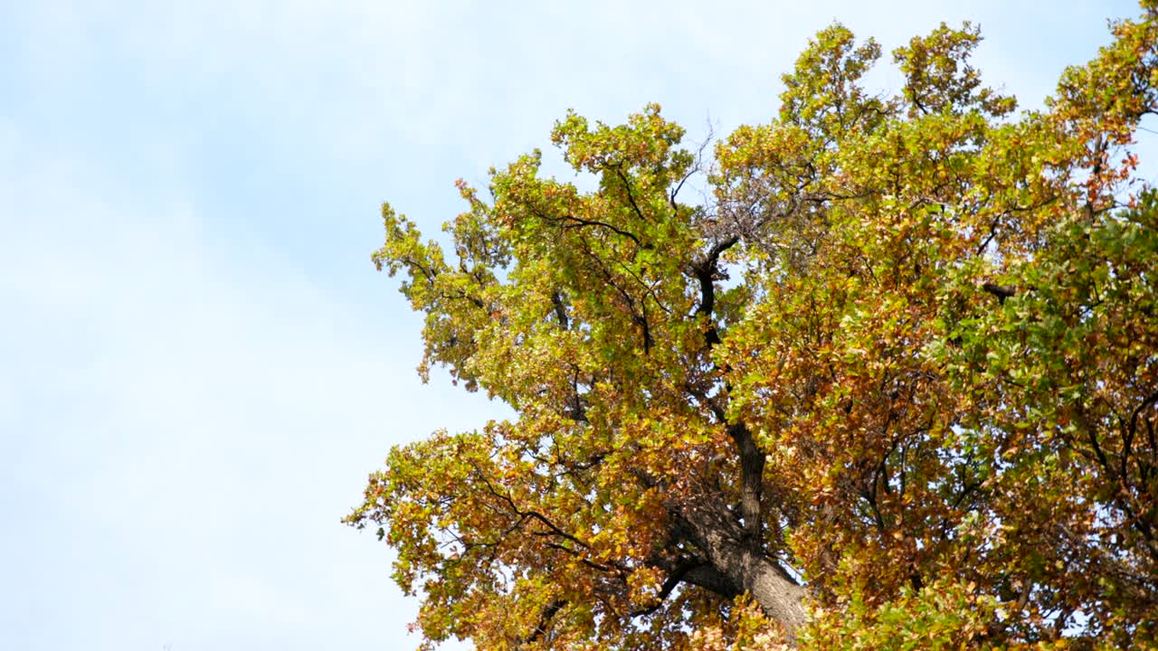 Guardare il cielo in autunno