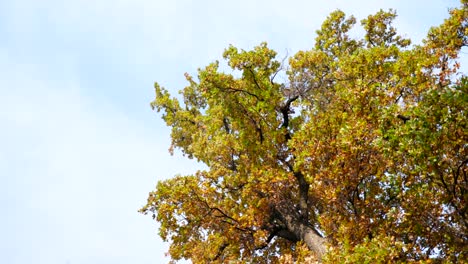 mirando hacia el cielo en otoño