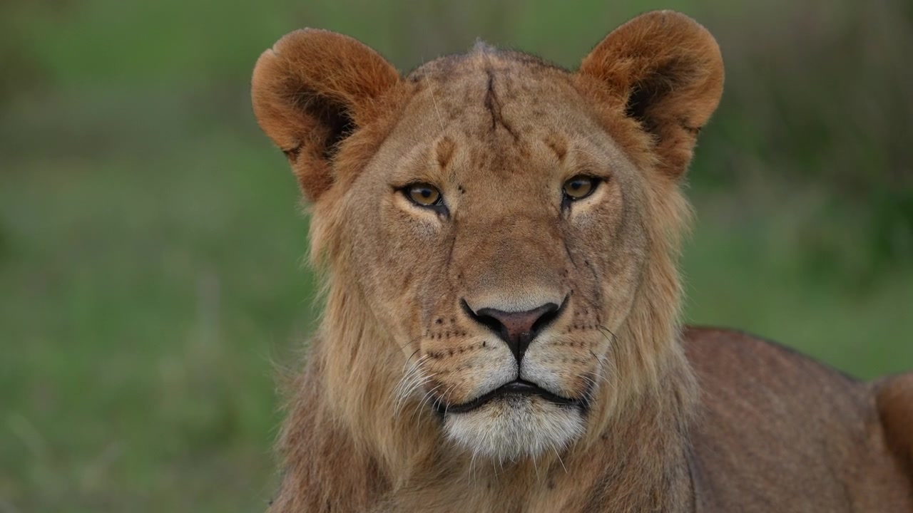 Jasný detailní záběr majestátní lvice sledující kameru v Národní rezervaci Masai Mara.