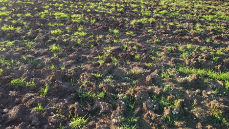 drone flying over green cereal lanes wheat at sunset in enigmatic pattern