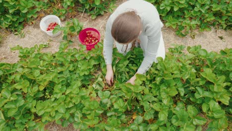 chica caucásica vestida de blanco recogiendo fresas en una granja