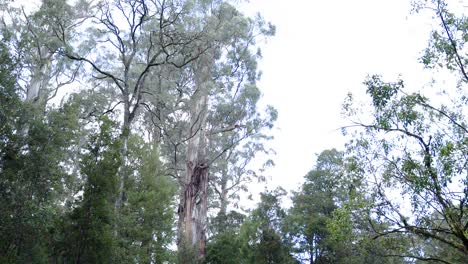 lush greenery and towering trees in rainforest