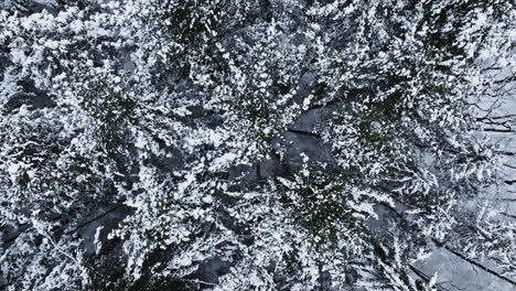 A-drone's-view-unveils-the-snowy-aftermath-of-a-major-blizzard,-cloaking-a-Midwest-forest