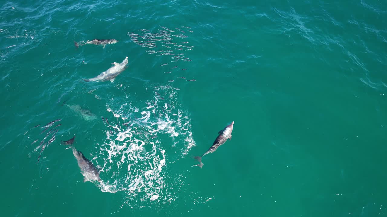 Pod Of Bottlenose Dolphins Feeding On Mullet Fish In New South Wales, Australia - Drone Shot