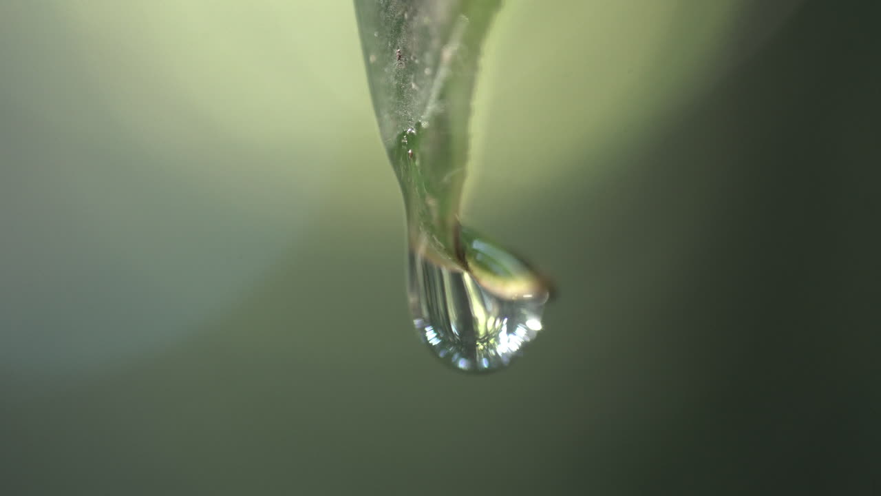 gota de agua colgando de la hoja y cayendo macro disparo