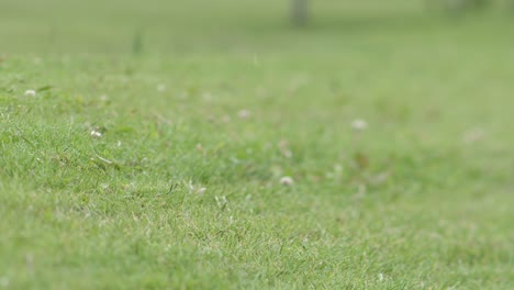 Golf-course-with-ball