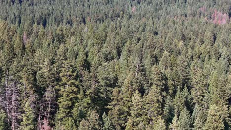 the dry forests of the thompson okanagan dancing in the wind
