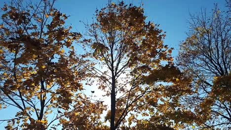 Las-Hojas-De-Otoño-Caen-De-Los-árboles-En-Un-Día-Soleado