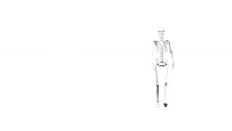 animation of skeleton walking on white background