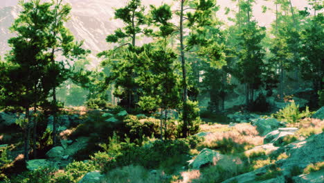 산림 풍경