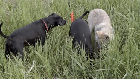 Baby-wolf-trying-to-be-friends-with-two-small-black-dogs