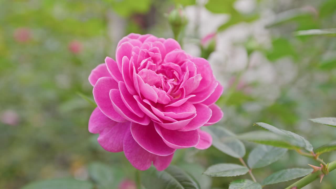 A rich, deep pink rose blossom centered in the frame, surrounded by a subtle, soft-focus green background