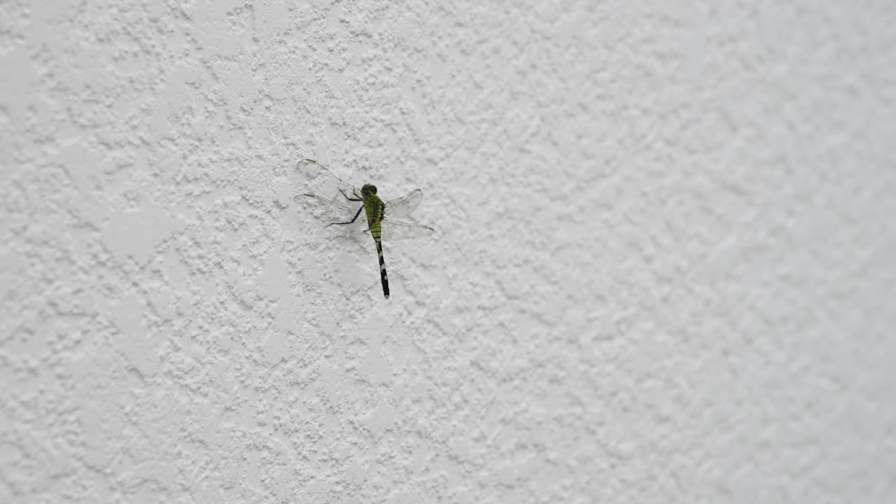 libélula de cerca en una pared blanca