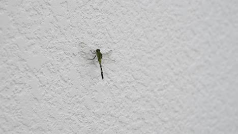 dragonfly close up on a white wall