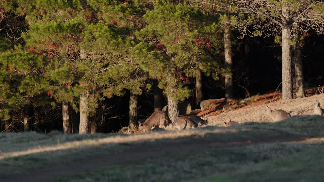 A group of kangaroos graze while keeping watch in Canberra’s bush at sunrise, bathed in warm golden tones