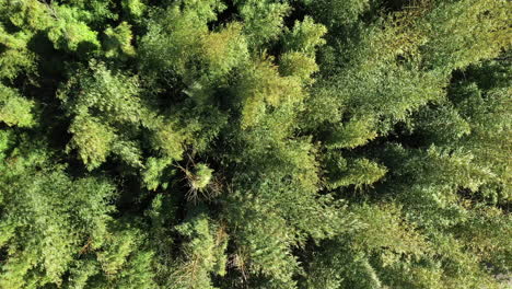 Arregle-Un-Disparo-Aéreo-De-Un-Dron-Sobre-Un-Dosel-De-Bosque-De-Bambú-Gigante.-Ventoso-Día-Soleado-Verde