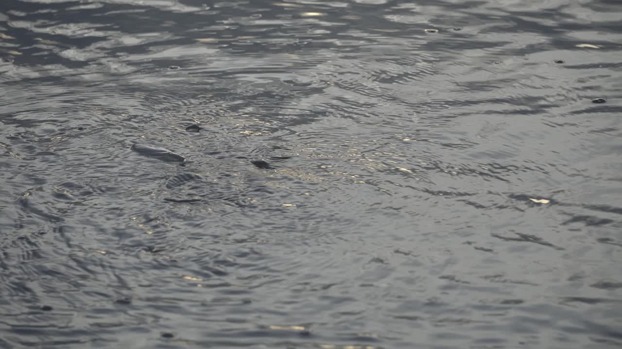 水中を流れるプラスチックゴミ