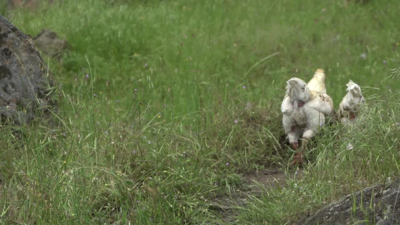на естественной открытой ферме дикие куры и цыплята разгуливают по земле