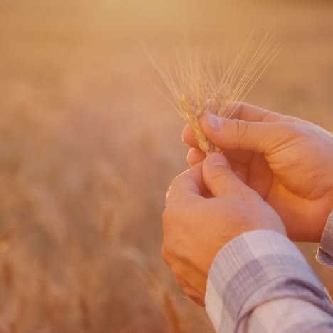 farmer's hands studying wheat 2