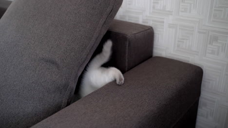 cute kitten on sofa. young cute cat resting on sofa at home