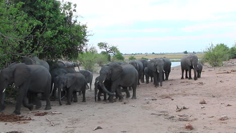large african bush elephant herd departs chobe river after drinking