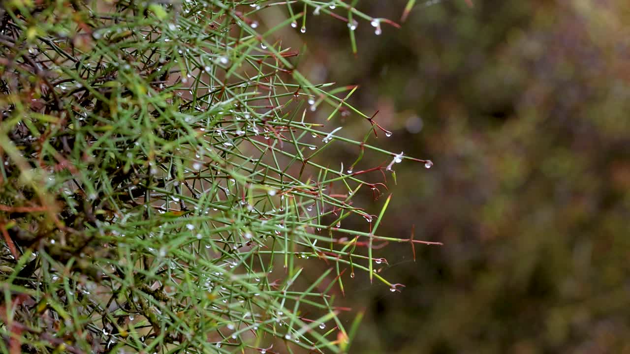 Close-up of a prickle plant with dew drops in natural light, captured at Lake Tekapo, New Zealand