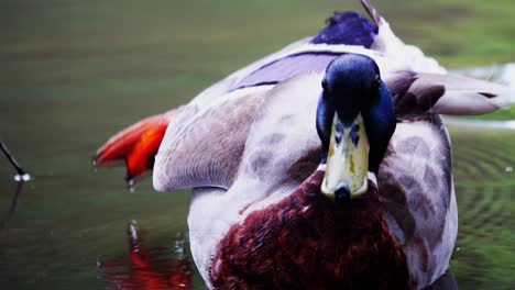 Beautiful-duck-staring-and-quacking-away