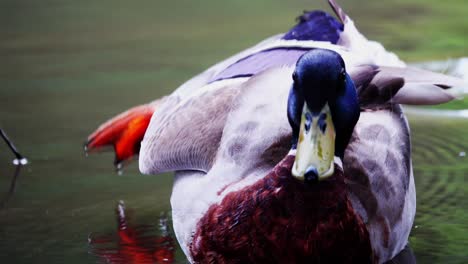 hermoso pato mirando y graznando