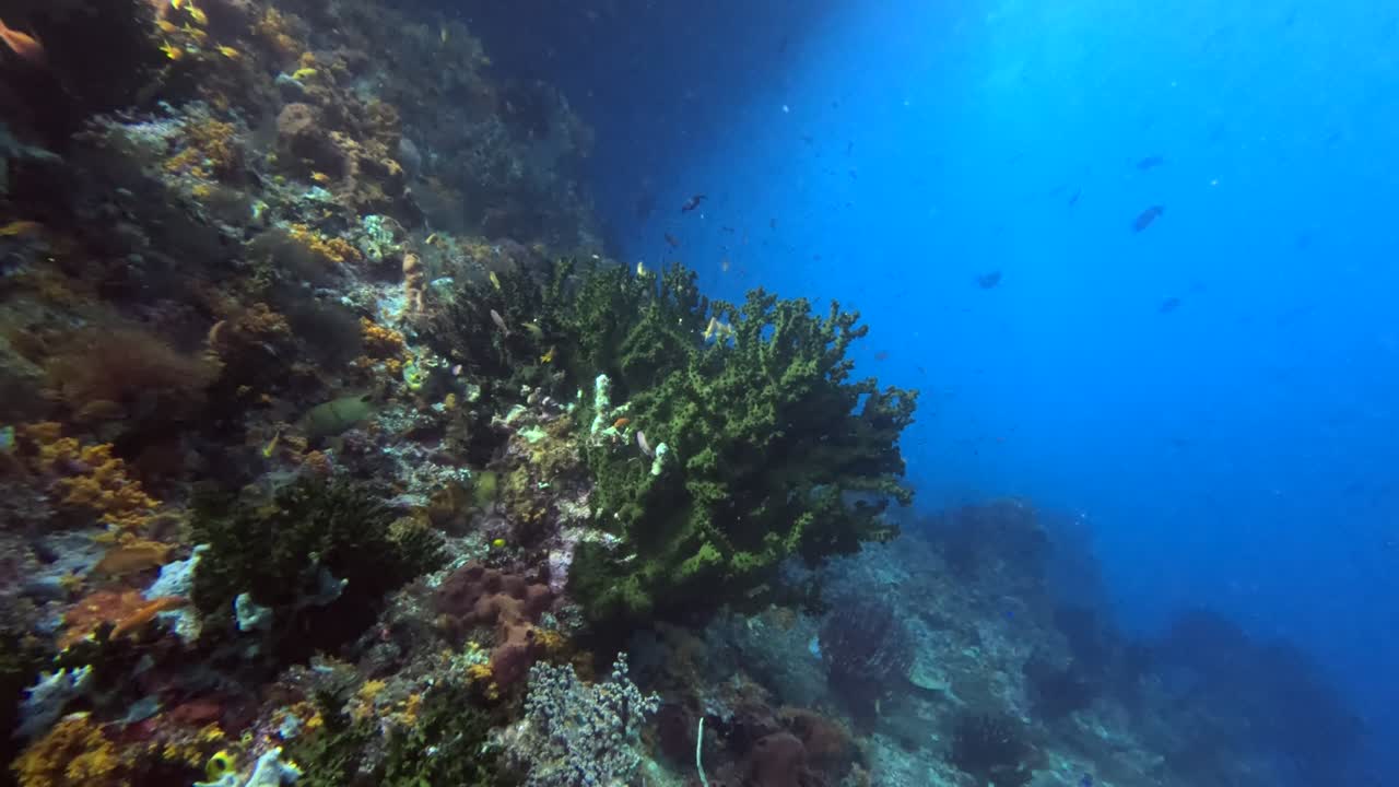 arrecife de coral en raja ampat
