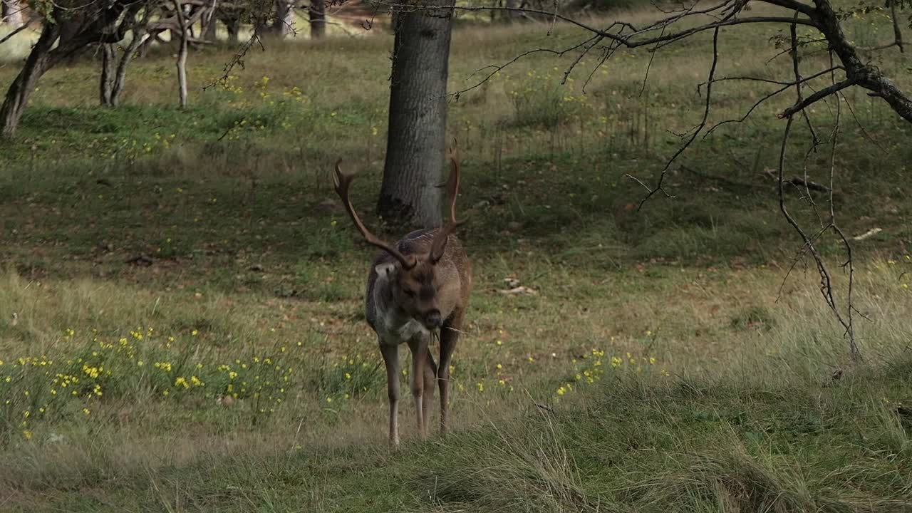 Daini in amore nella foresta sono in attività