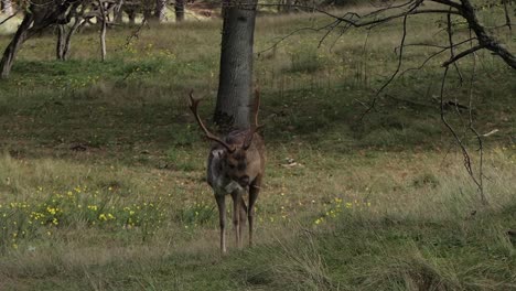 Brunft-Damhirsche-Im-Wald-Flämt