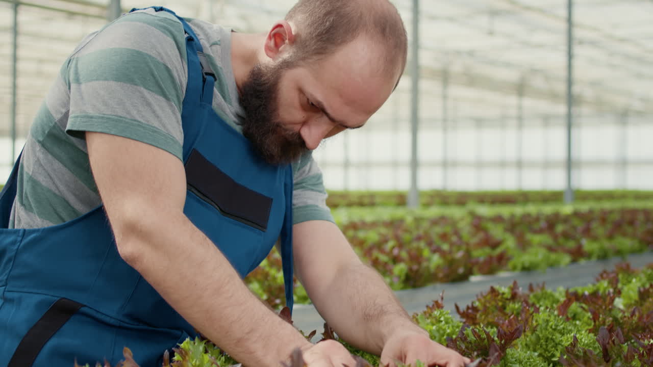 Farmer inspecting lettuce in hydroponic greenhouse