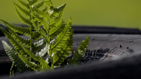 Planta-Lenta-En-La-Brisa,-Barandilla-Junto-A-Una-Pista-De-Carreras.