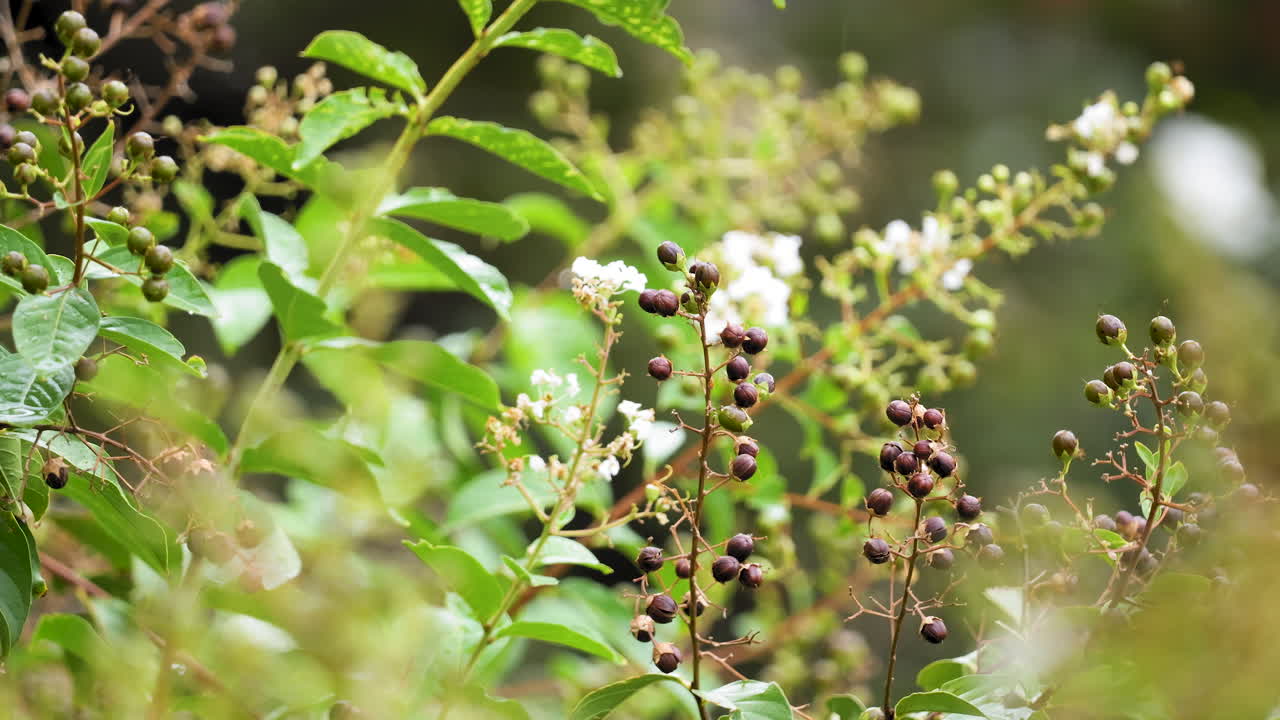 un primer plano de las flores de un mirto natchez en cámara lenta - lagerstroemia indica