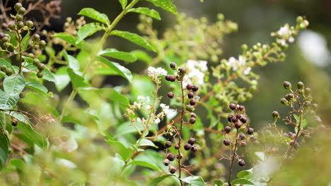 close up of a natchez crape myrtle tree flowers in slow motion - lagerstroemia indica