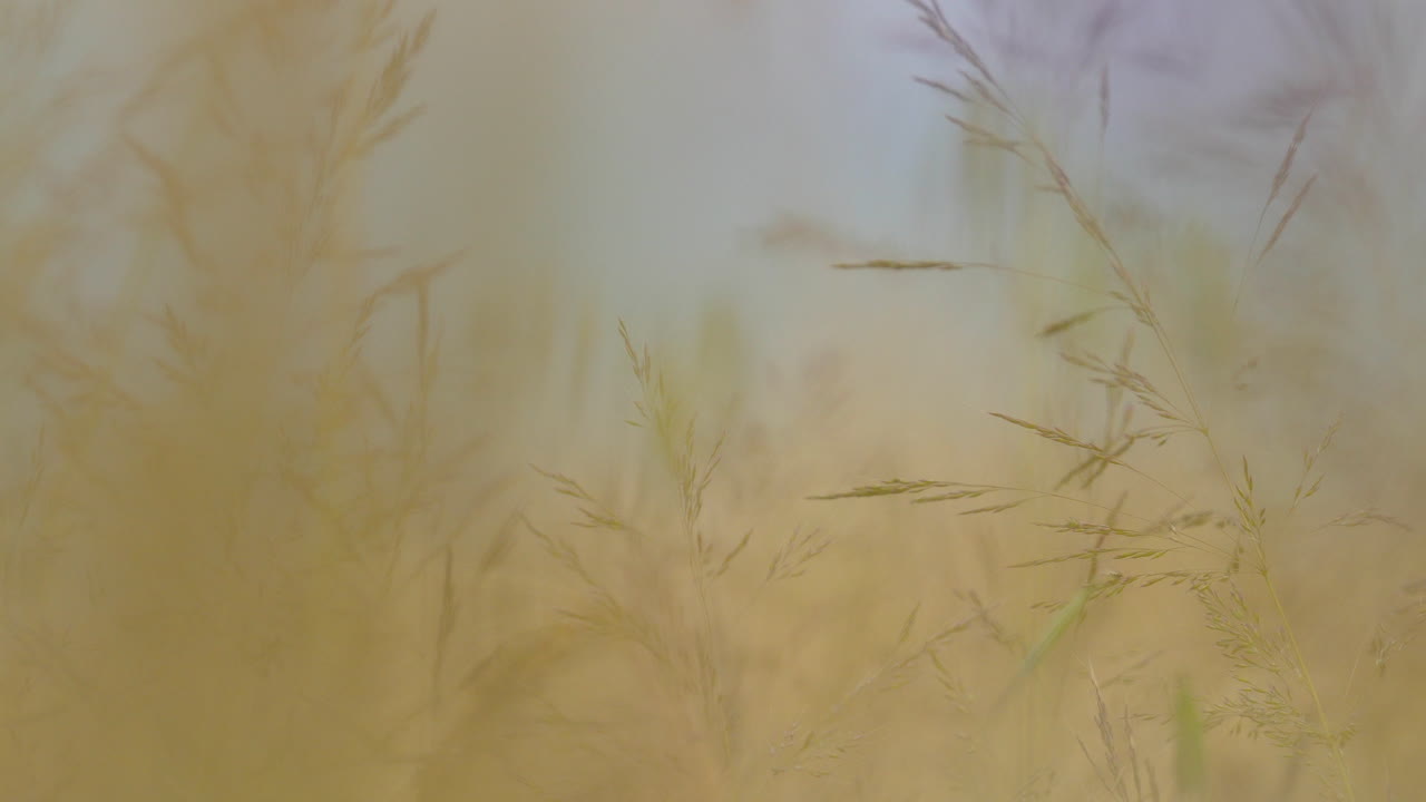 maravillosa vista de las hierbas silvestres balanceándose en el viento - un macro de cerca de las plantas escasamente dispuestas