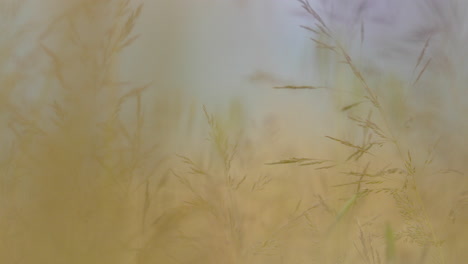 wonderful view of wild grasses swaying in the wind - a macro close-up of sparsely arranged plants